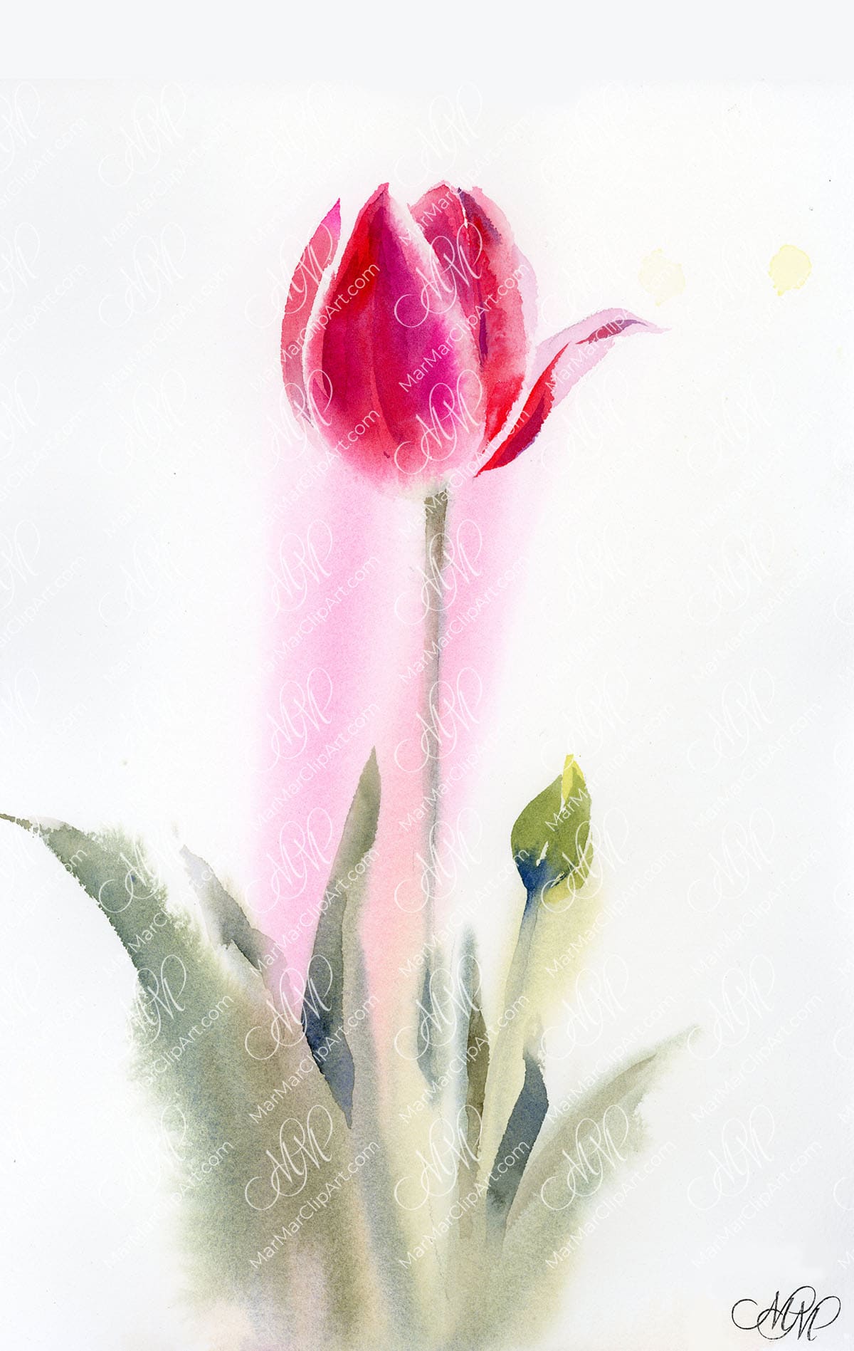 flower watercolor pink tulip