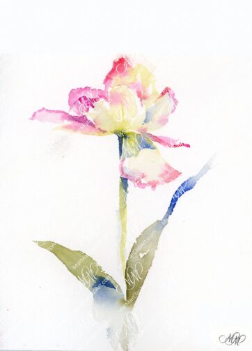 Watercolor pink yellow tulip