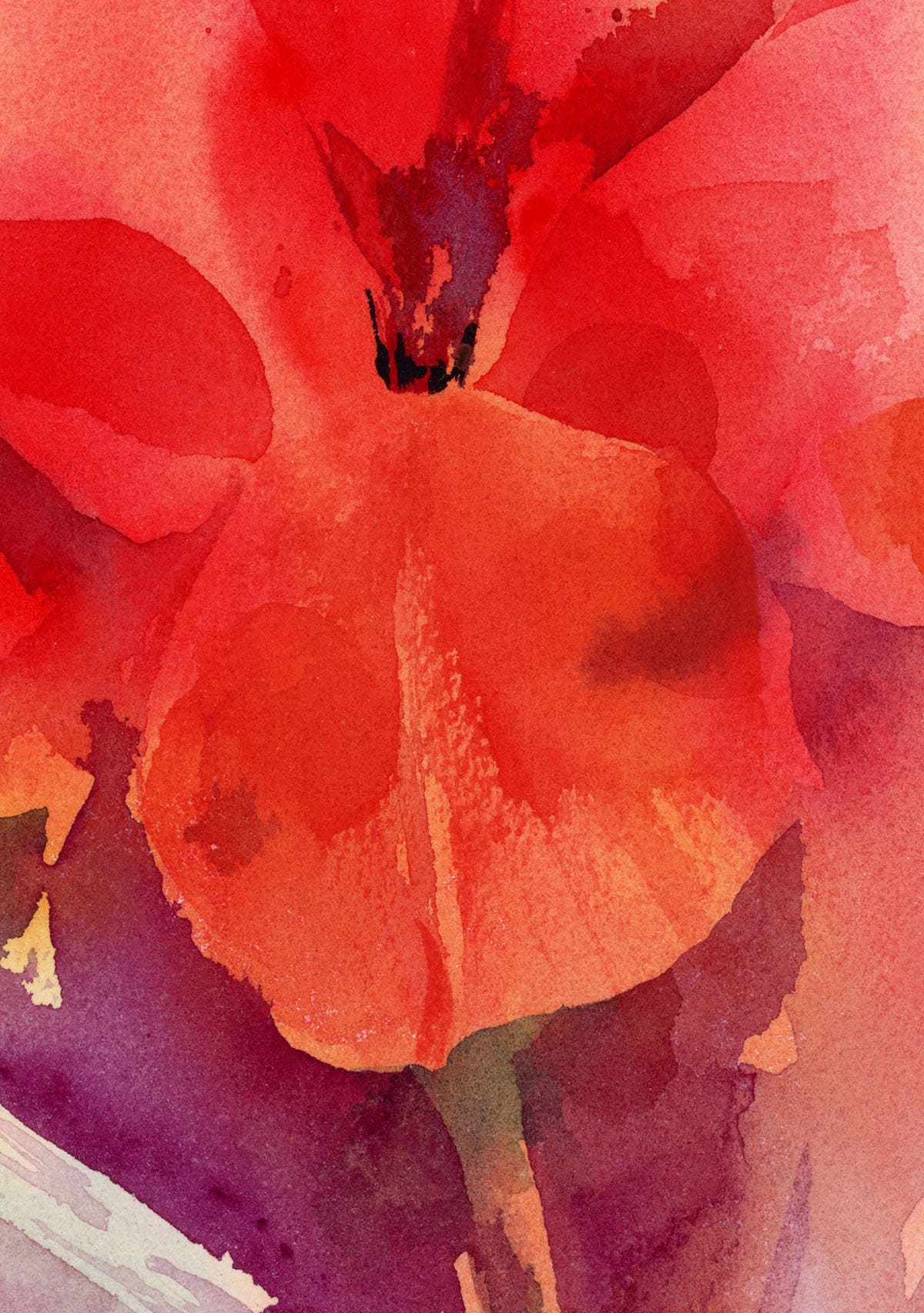 Watercolor flower Red Tulip fragment