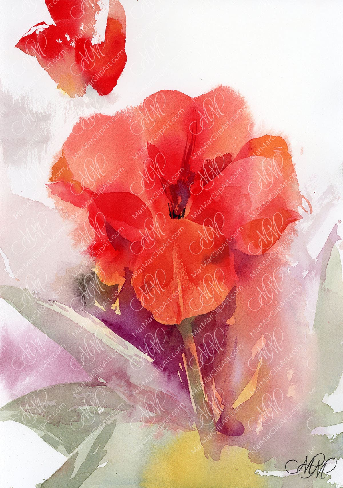 Watercolor flower painting Red Tulip