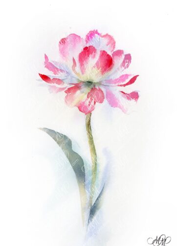 watercolor flower tulip