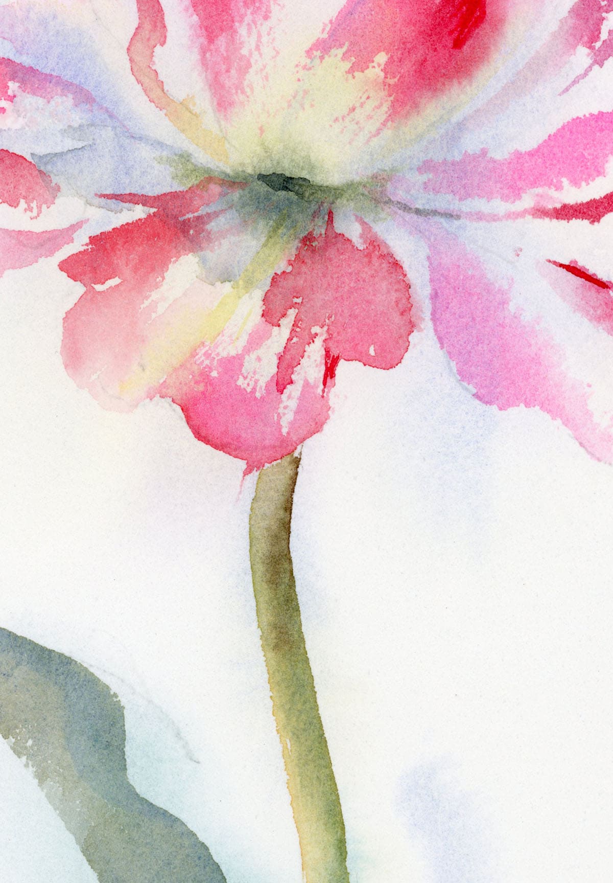 fragment of watercolor variegated tulip