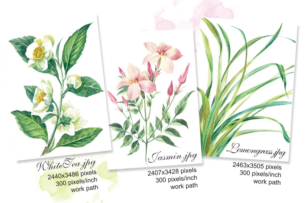 Set of watercolor botanical illustrations