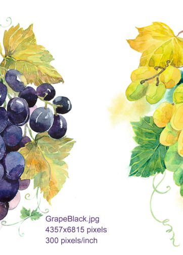 Watercolor illustrations Black and Green grapes