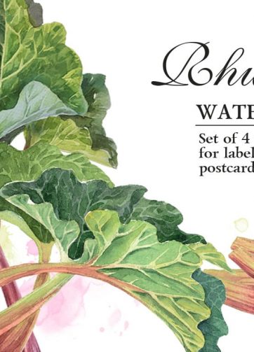 Set of watercolor illustrations Rhubarb