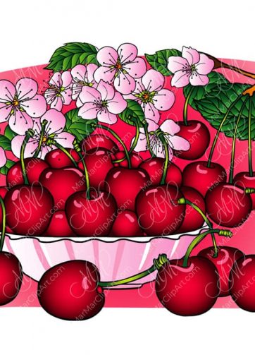 Vector illustration Juicy cherry and cherry flowers