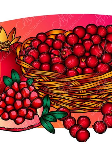 Vector illustration of pomegranate and cranberry