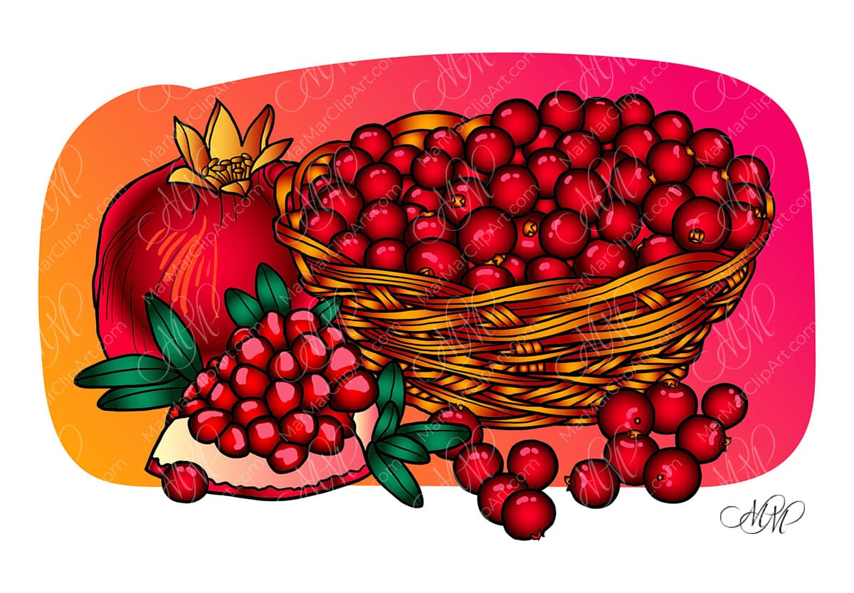 Vector illustration of pomegranate and cranberry