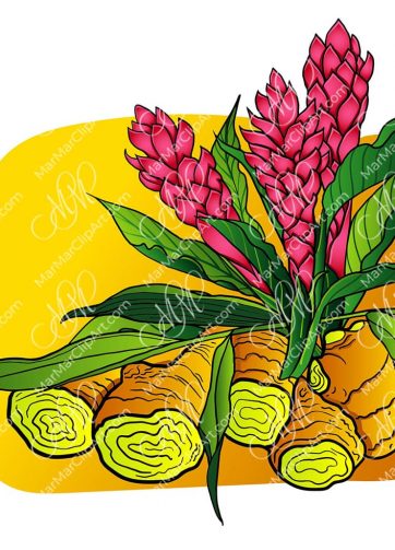 Vector clipart Roots and flowers of ginger