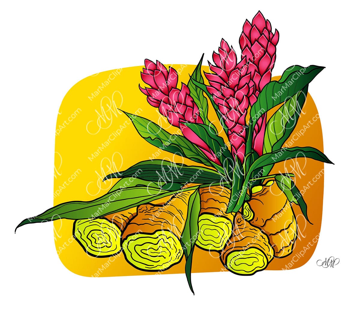 Vector clipart Roots and flowers of ginger