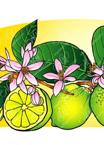 Lime fruits with leaves and flowers vector illustration