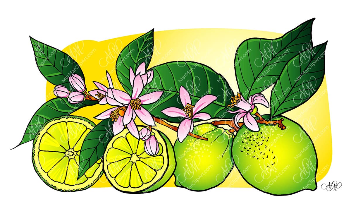 Lime fruits with leaves and flowers vector illustration