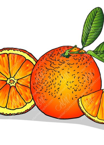 Vector fruit illustration Orange