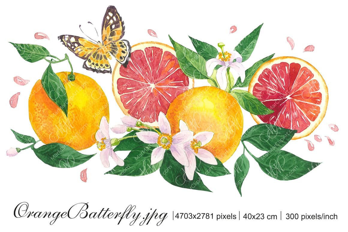 Red oranges and butterfly watercolor illustration