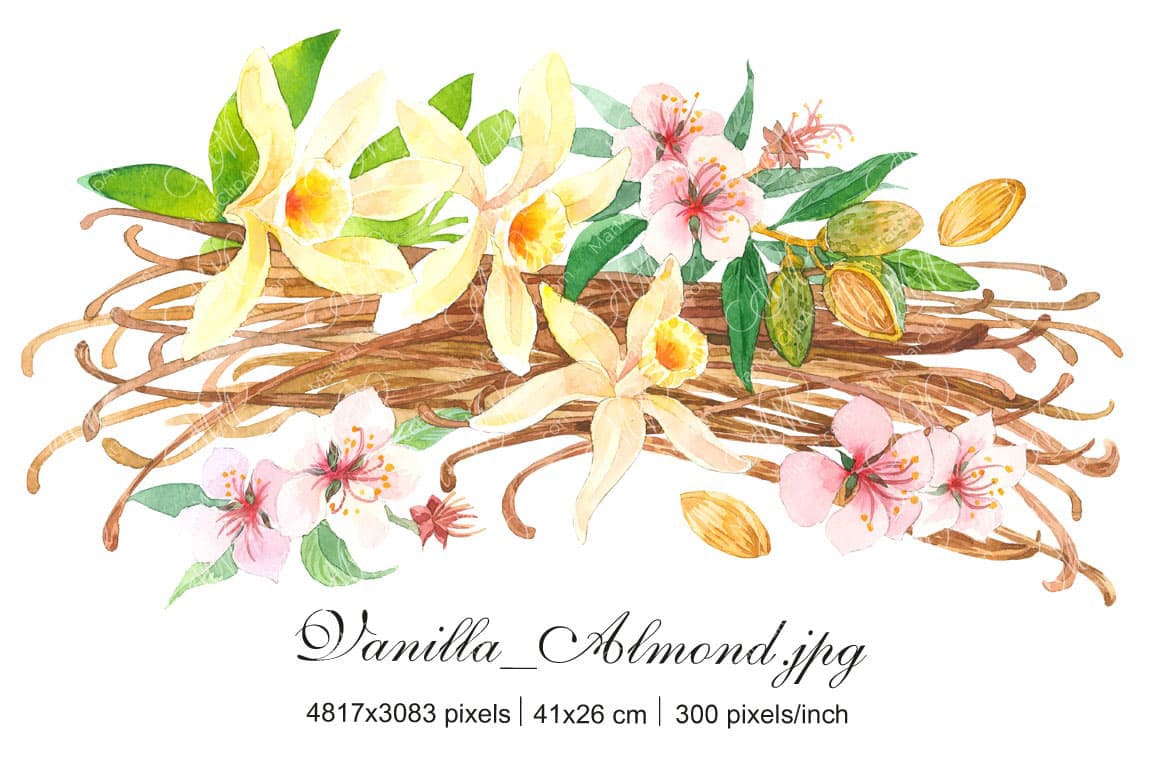 Vanilla and almond watercolor illustration