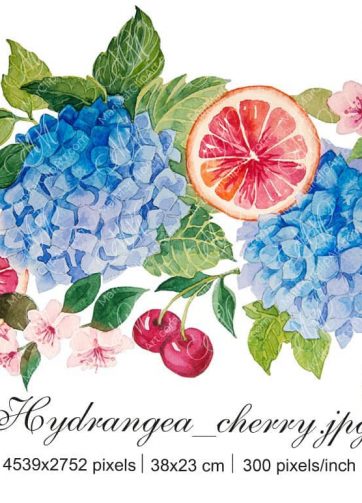 Hydrangea, red orange and cherry watercolor illustration