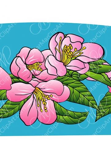 Flowers of almond vector illustrations