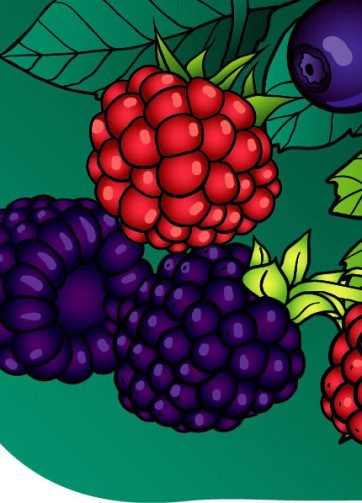 Raspberry, blackberry and currant vector food illustration. Fragment