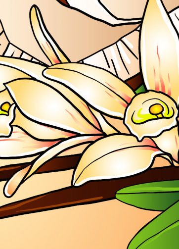 Coconut, vanilla ice cream and vanilla flowers fragment of vector illustration