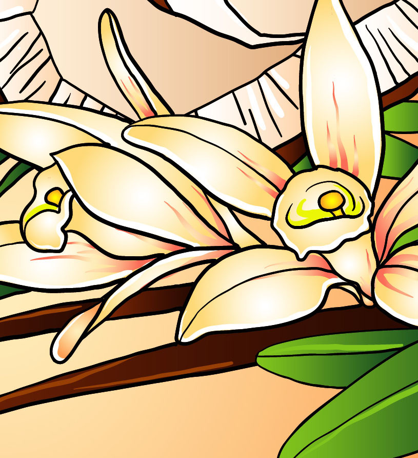 Coconut, vanilla ice cream and vanilla flowers fragment of vector illustration