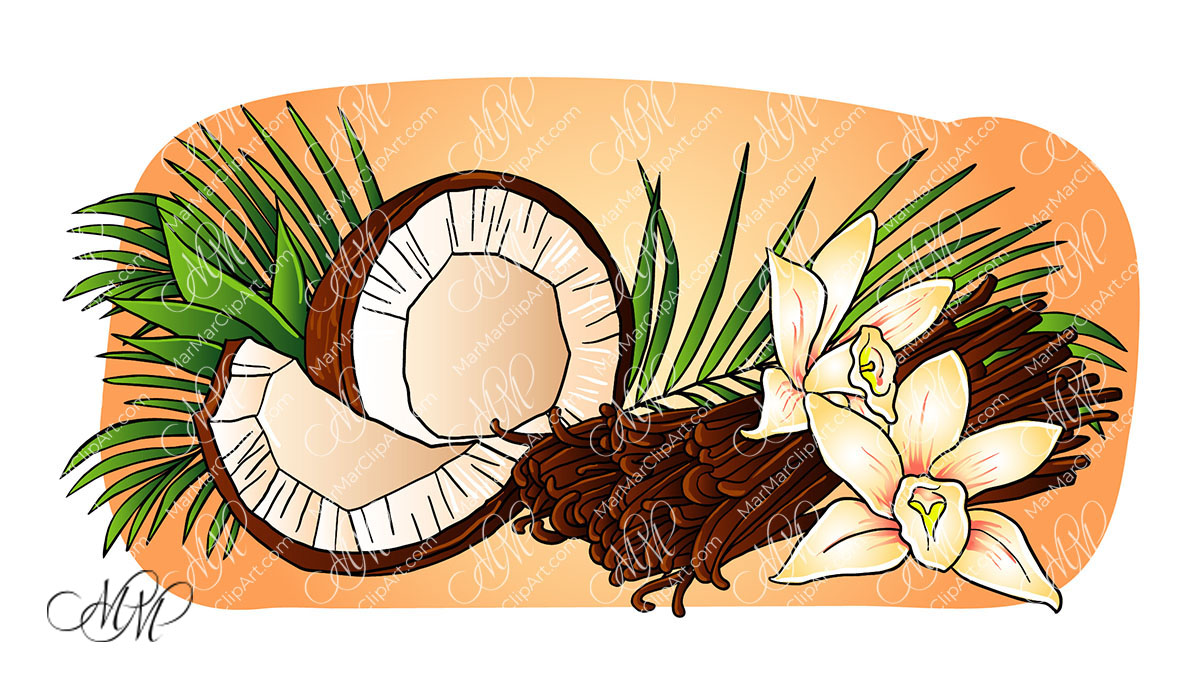 Coconut, vanilla and vanilla flowers vector illustration
