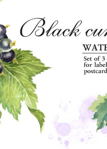 Set of watercolor illustrations Blackcurrant