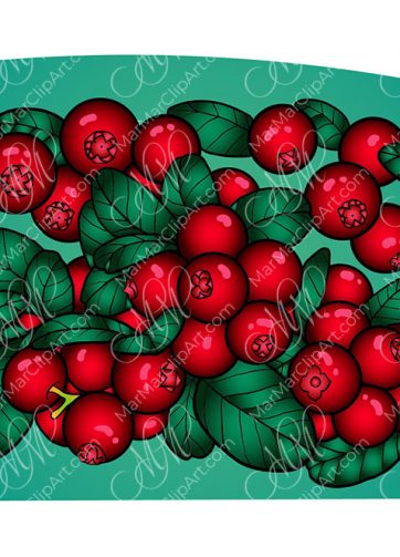 Cranberry background Vector illustration