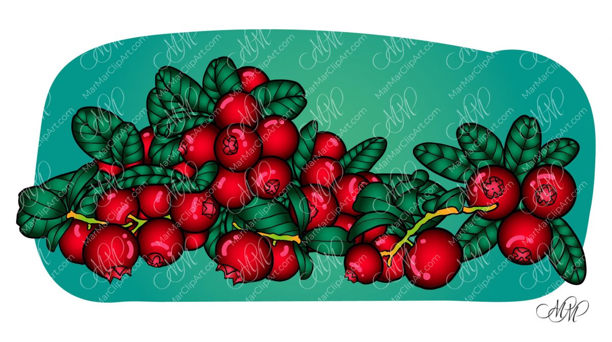 Cranberry vector illustration