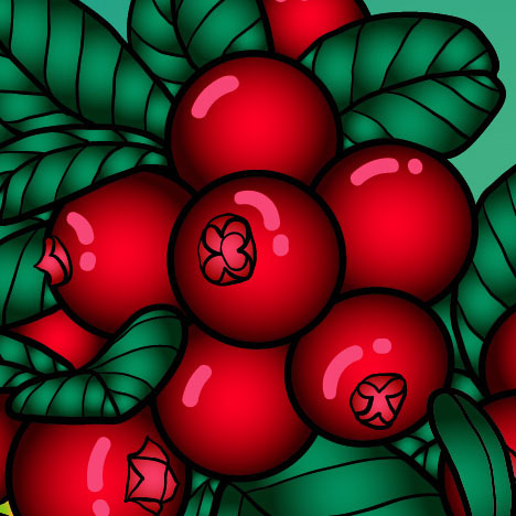 Fragment of Cranberry vector illustration