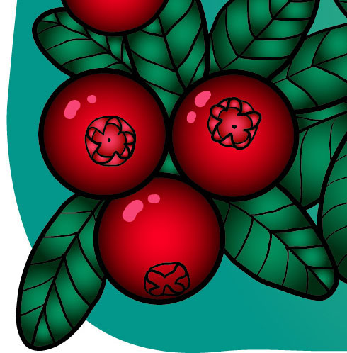 Fragment of Vector illustration Cranberry background