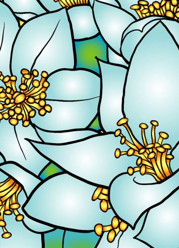 Bouquet of Jasmin fragment of vector illustration