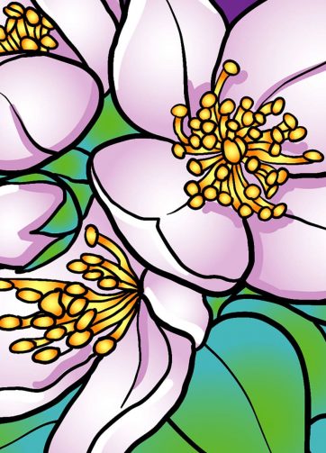 Pink jasmine fragment of vector illustration