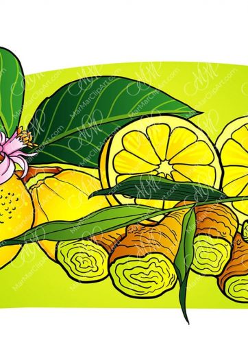 Lemons and ginger vector food illustration