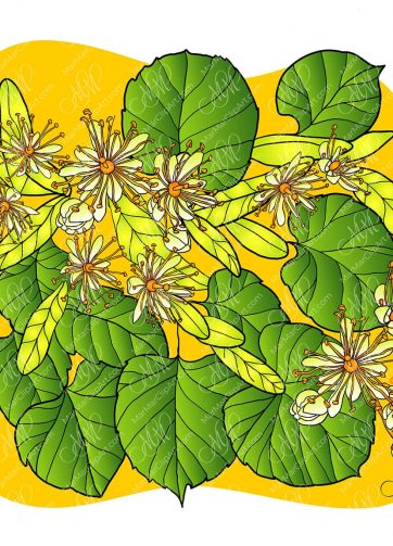 Blooming linden background. Floral vector illustration