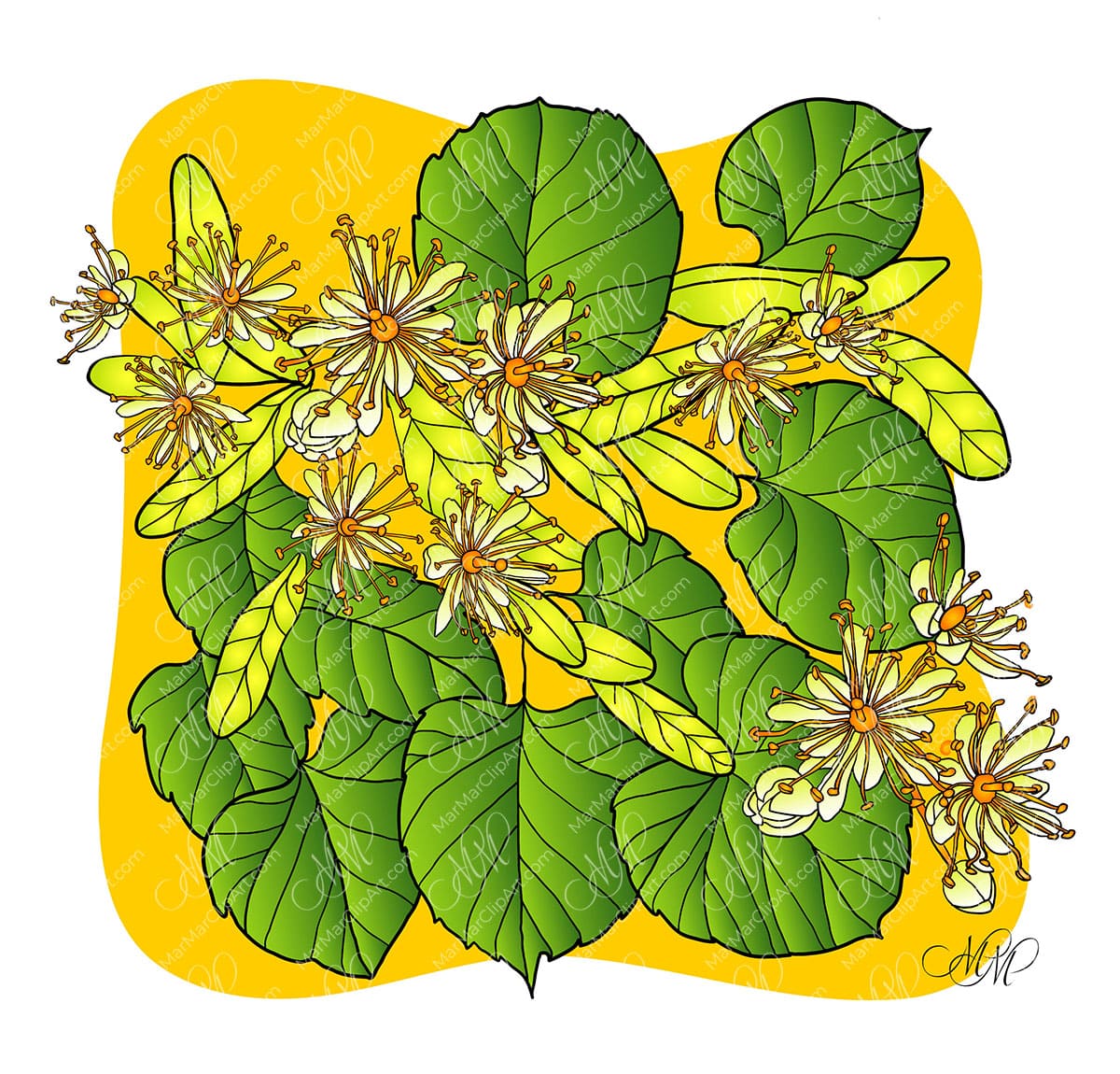 Blooming linden background. Floral vector illustration