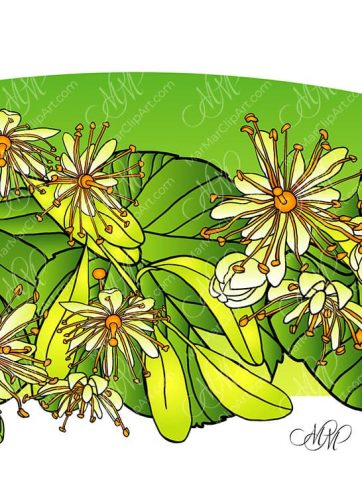 Blooming linden vector illustration