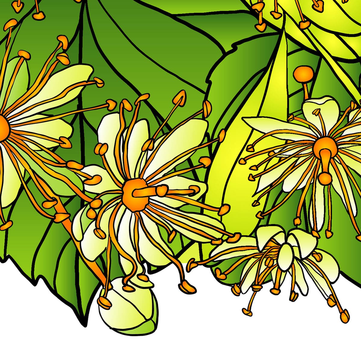 Blooming linden fragment of vector illustration