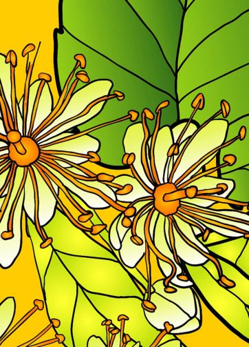 Blooming linden background fragment of vector illustration