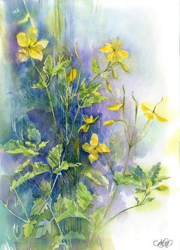 Celandine watercolor painting