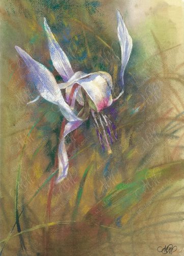 Erythronium dens-canis watercolor painting