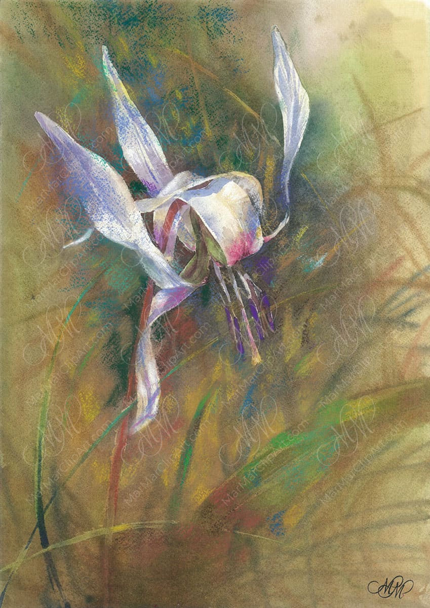 Erythronium dens-canis watercolor painting