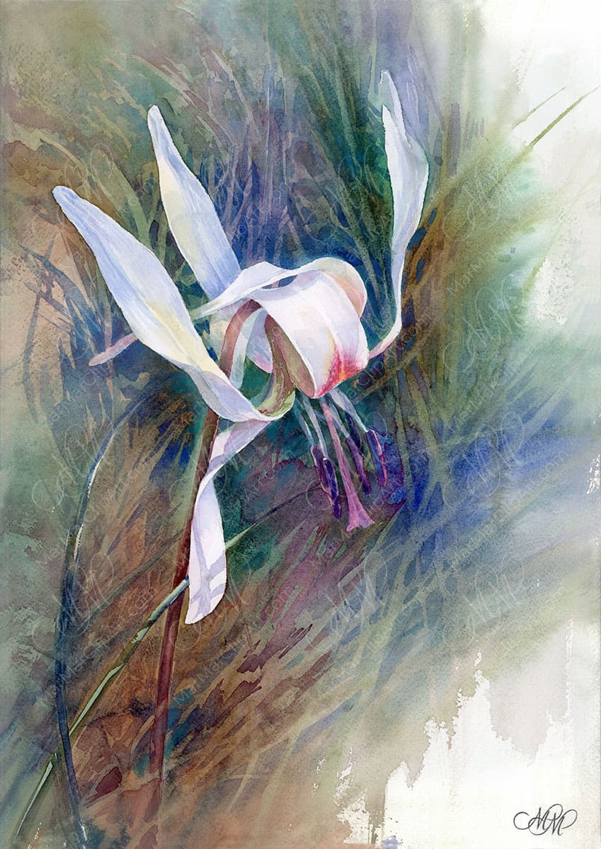 Erythronium dens-canis. Watercolor painting