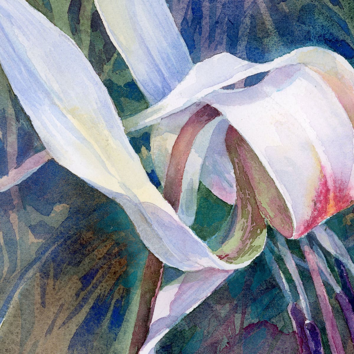 Erythronium dens-canis. Watercolor painting fragment