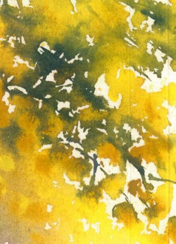 Mimosa floral watercolor painting fragment