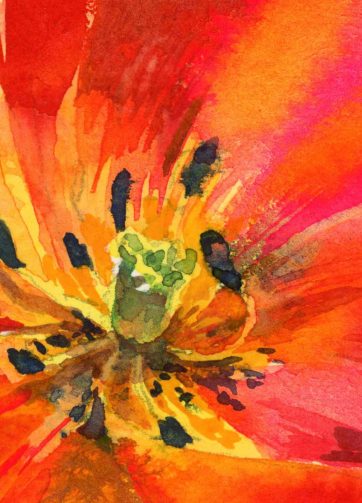 Print Orange tulip Watercolor sketch fragment