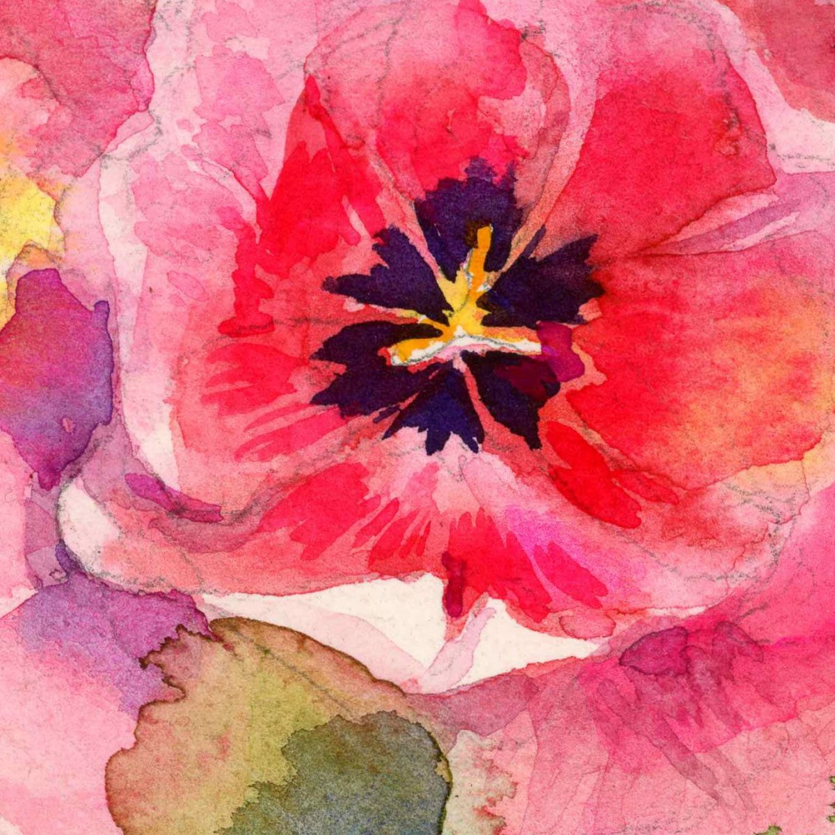 Fragment of print "Pink tulips". Watercolor sketch of beautiful pink tulips