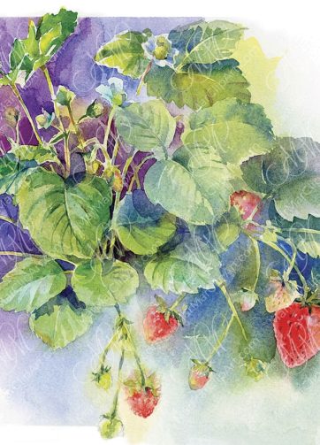 Strawberries Watercolor sketch