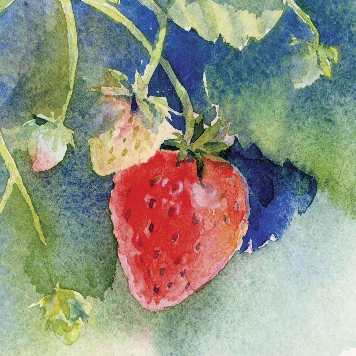 Strawberries Watercolor sketch