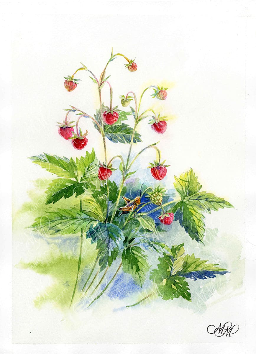 Wild strawberry and grasshopper. Watercolor in botanical style