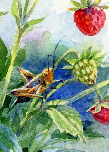 Wild strawberry and grasshopper. Fragment of Watercolor in botanical style
